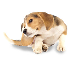 Dog with fleas