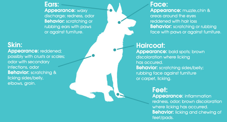 Atopic Allergies Diagram