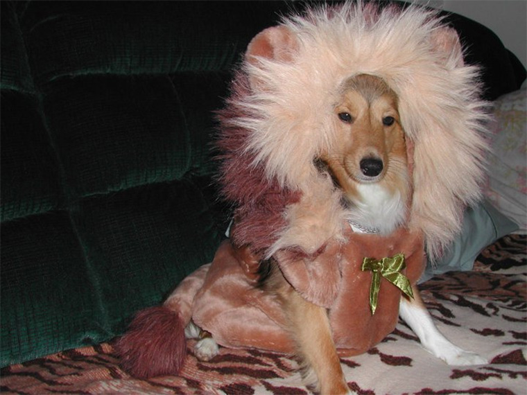Finding The Perfect Halloween Costume For Your Pet