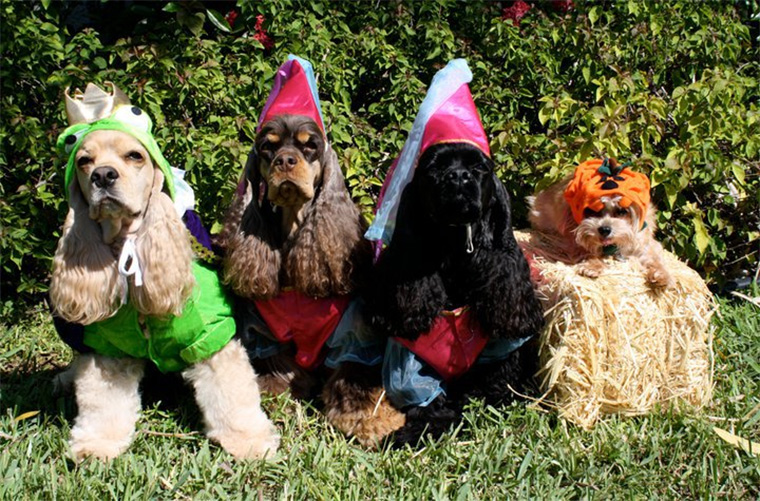 Finding The Perfect Halloween Costume For Your Pet