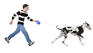 Walking your dog