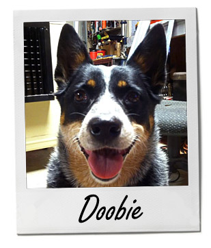 Pet of the Week photo
