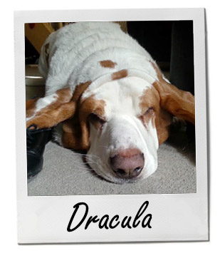 Pet of the Week photo