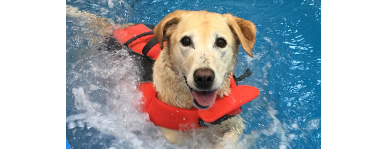 Pet of the Week