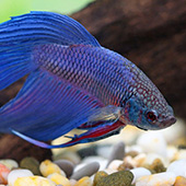 link to 4 Easy Pets To Take Care Of