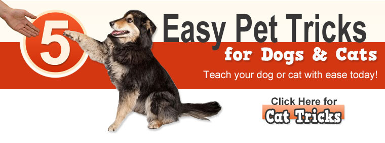 5 Easy Pet Tricks