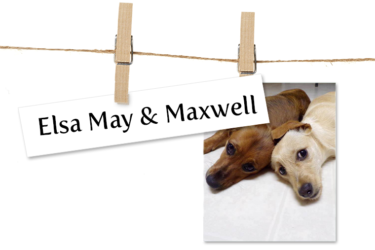 Pet of the Week