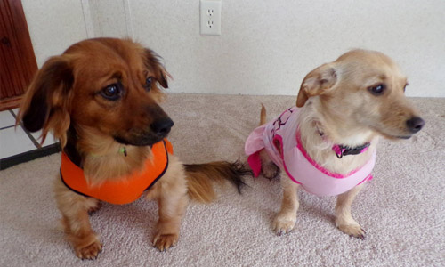 Pet of the Week