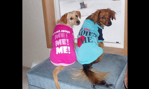 Pet of the Week