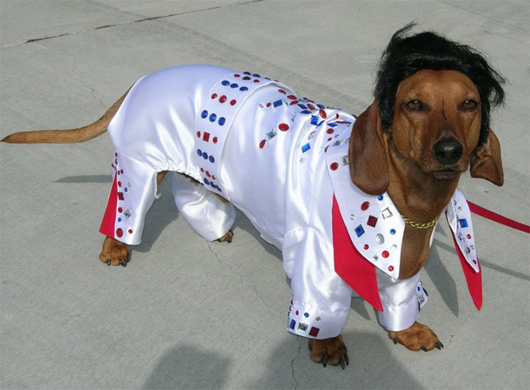 Finding The Perfect Halloween Costume For Your Pet