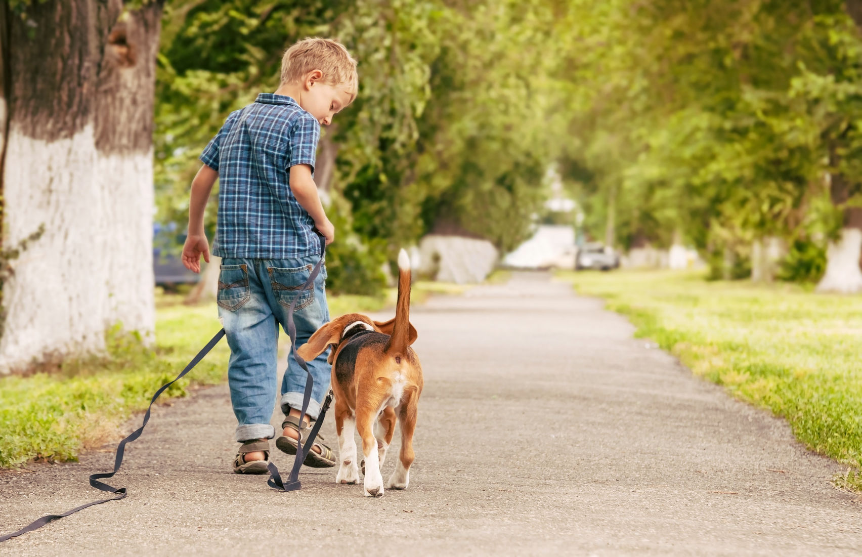 pet community