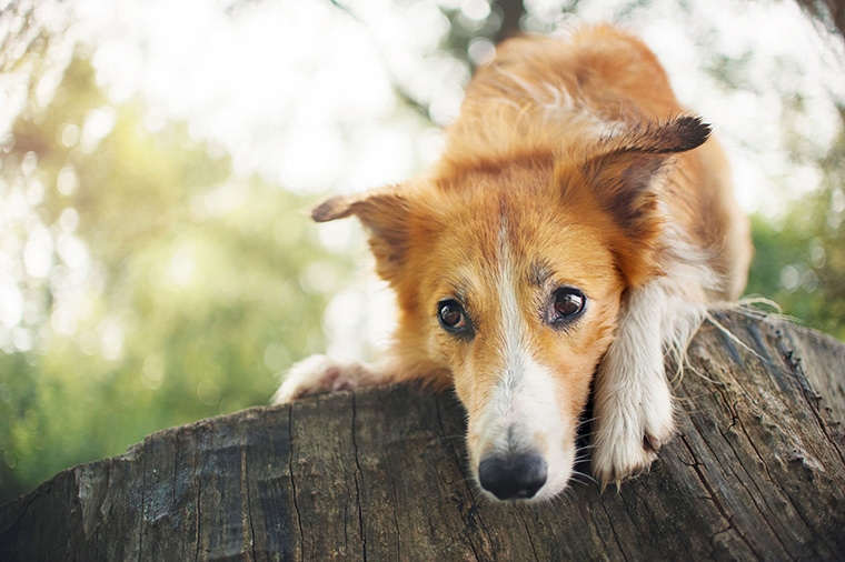 Preparing Your Pet For Fall