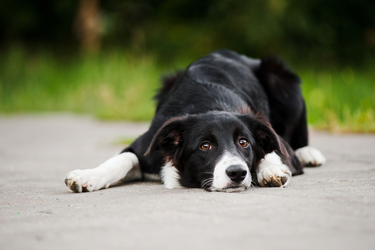 Preparing Your Pet For Fall