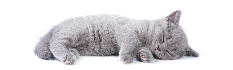 Sick Cat, Parvovirus