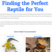 link to Finding the Perfect Reptile for You
