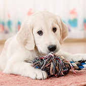 link to Finding Pet Friendly Housing