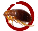 Kills Fleas