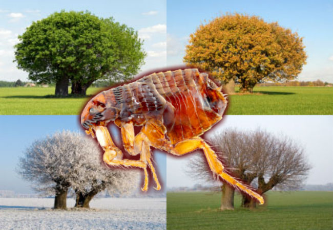 Protect your pets all year round! Year-Round Flea Season