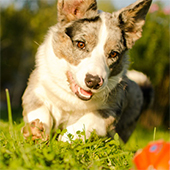 link to Flea, Tick & Heartworm Prevention