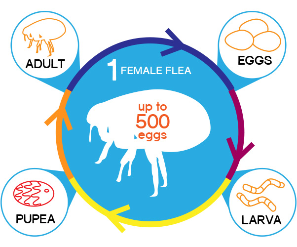 Flea Infographic - The 4 Billion Dollar War on Fleas