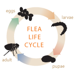 Flea Life Cycle
