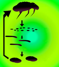 Flea Life Cycle