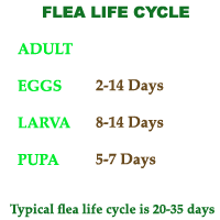 Flea Life Cycle