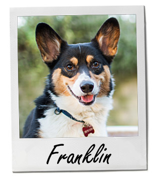 Pet of the Week photo