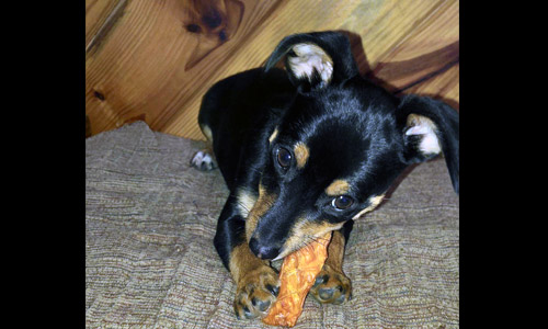 Pet of the Week