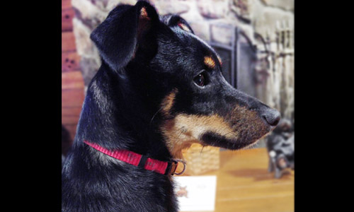 Pet of the Week