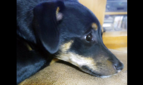 Pet of the Week