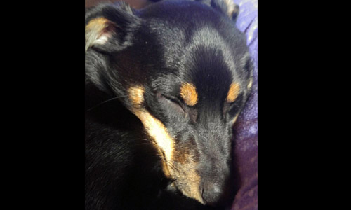 Pet of the Week