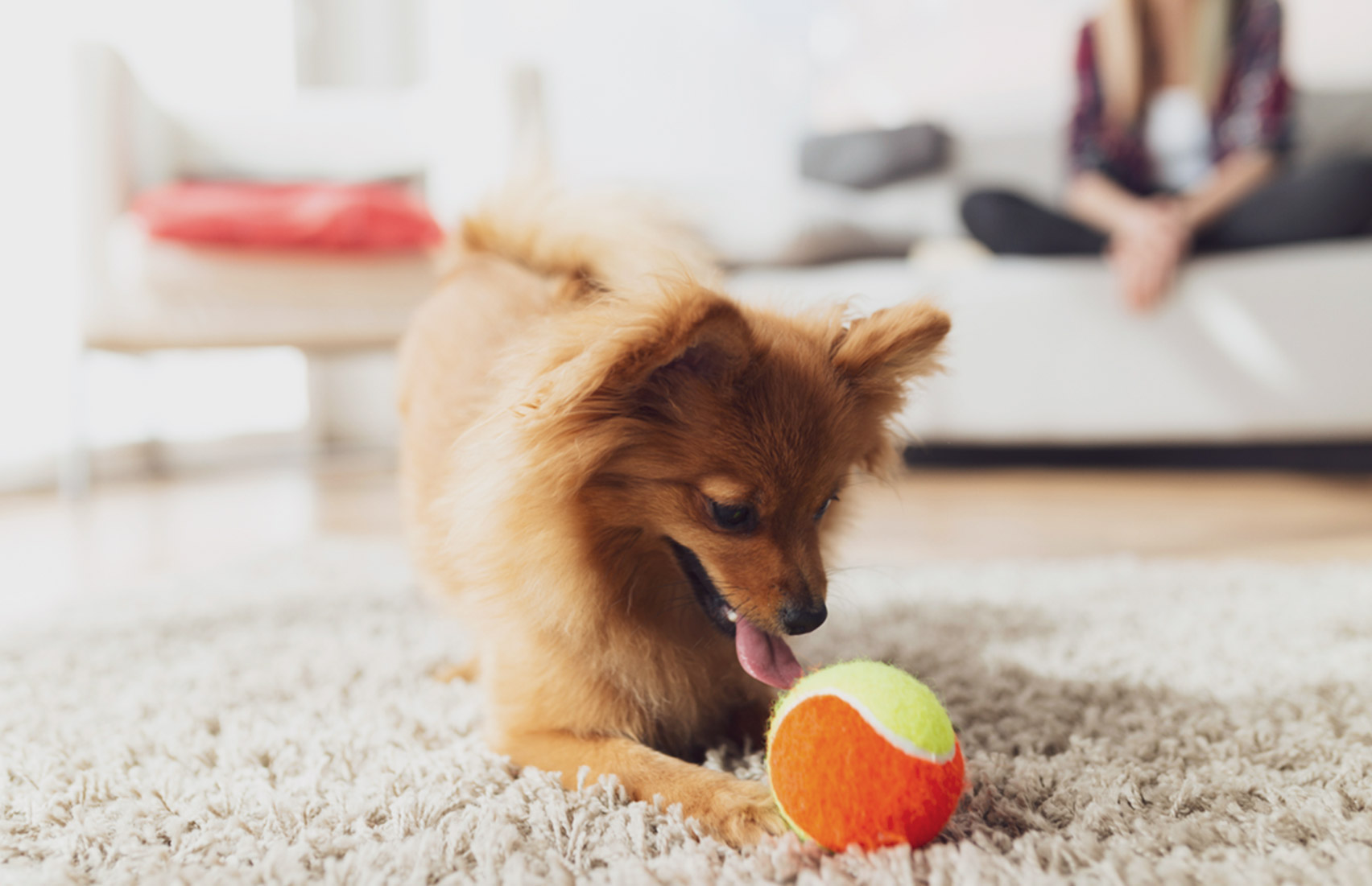 dog play