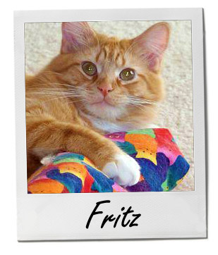 Pet of the Week photo