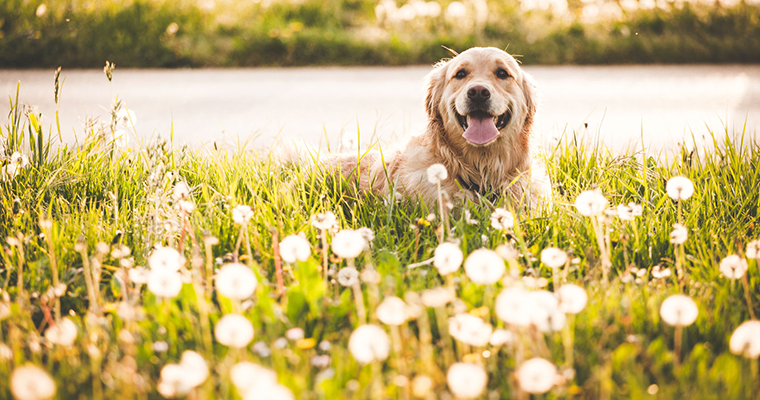 A image of a cute dog