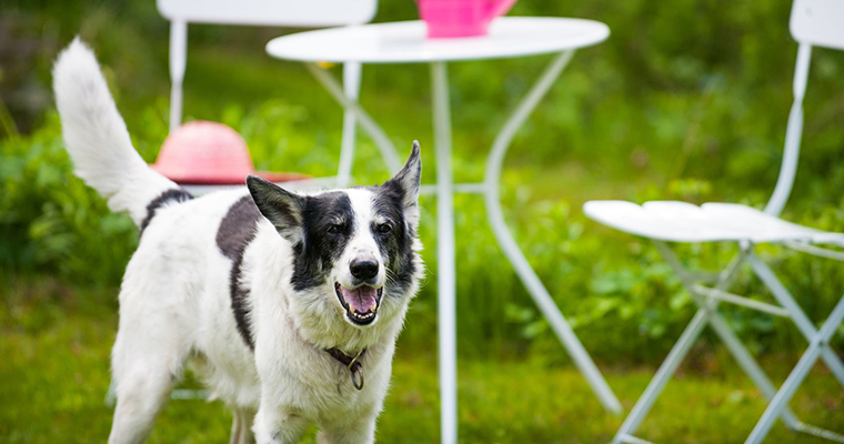 A image of a dog in the garden