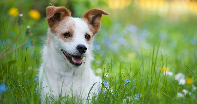 A image of a dog in the garden