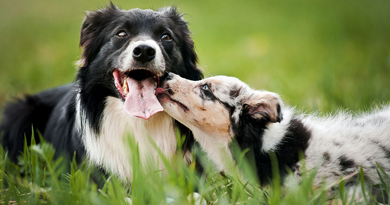A image of 2 dogs playing in the grass
