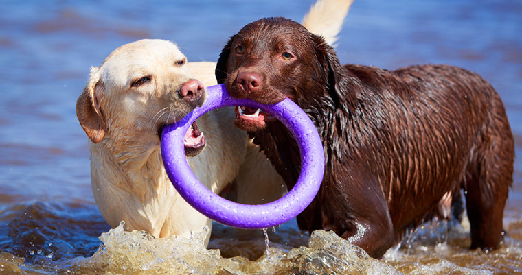 A image of 2 dogs playing in the beach