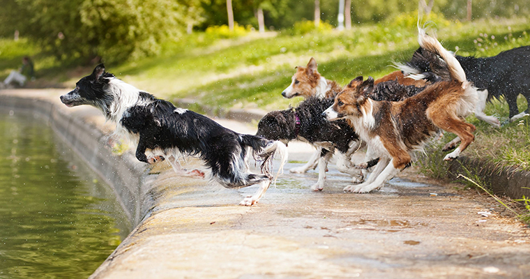 A image of dogs ruuning in to water
