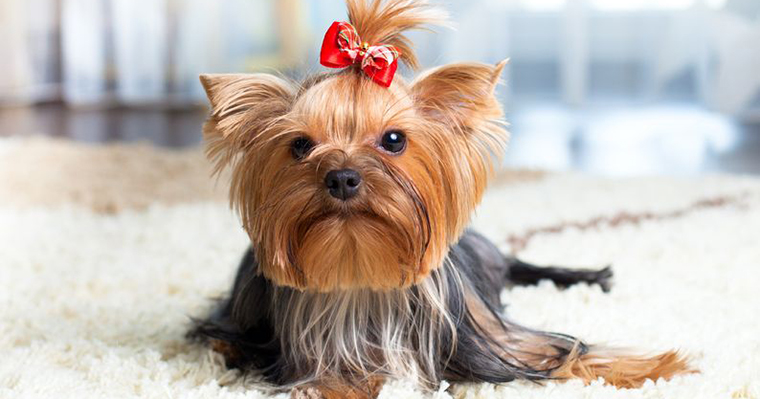 dog has red bow