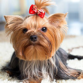 link to My Dog Has Fleas: How Do I Get Rid Of Them?