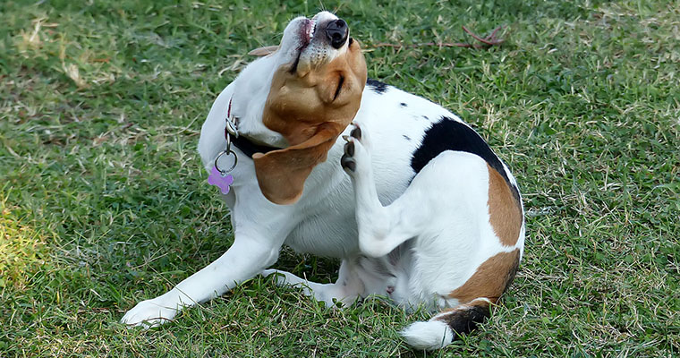 dog scratch on the head