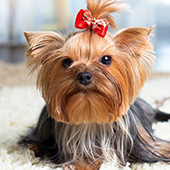 link My Dog Has Fleas: How Do I Get Rid Of Them?