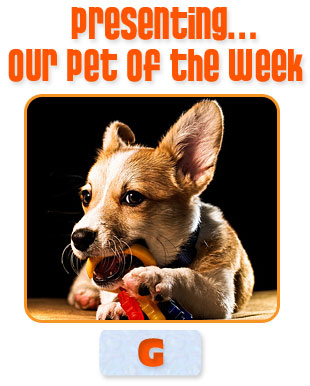 Pet of the Week winner