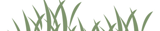 grass