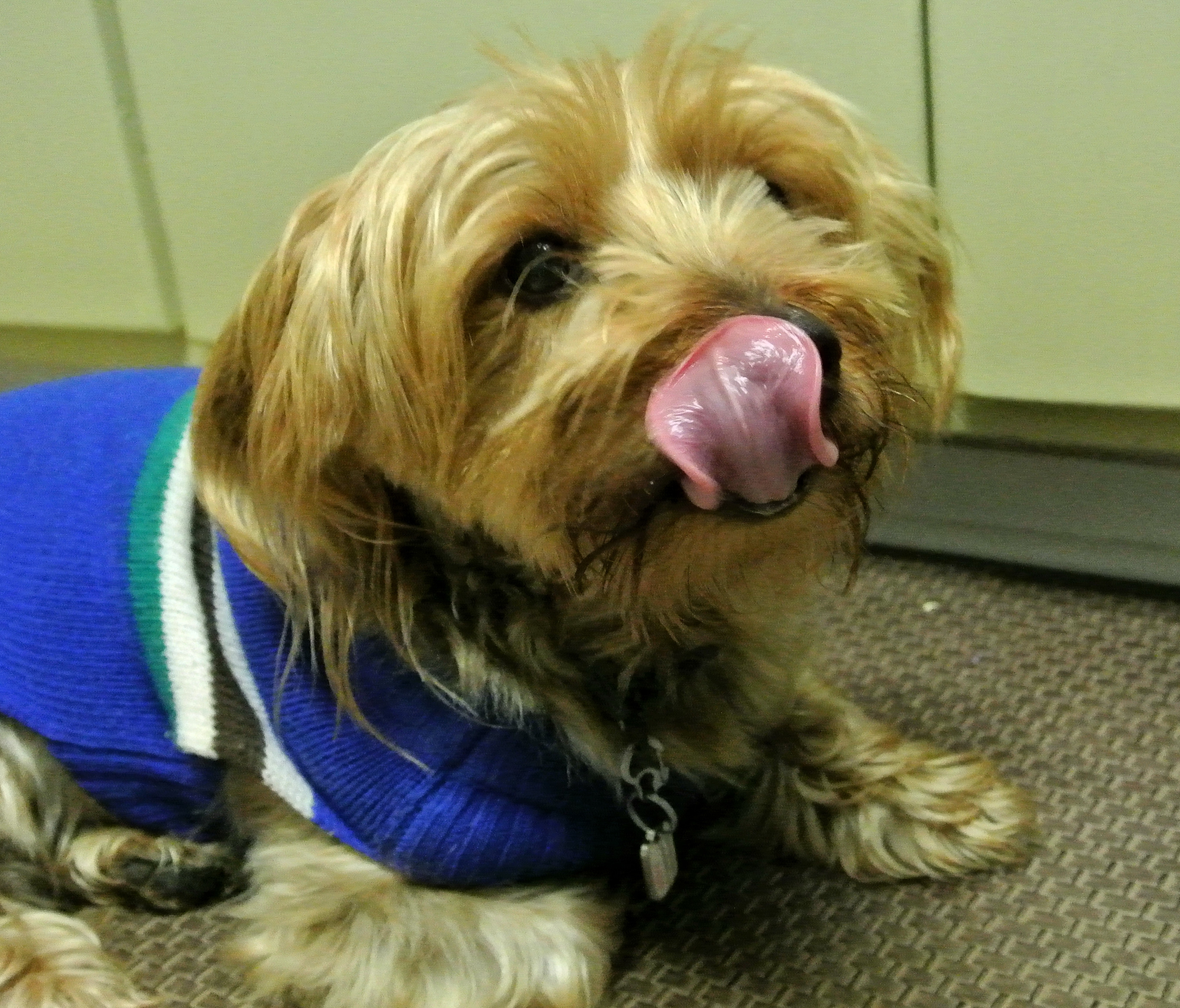 Green Eggs & Ham Dog Food Recipe