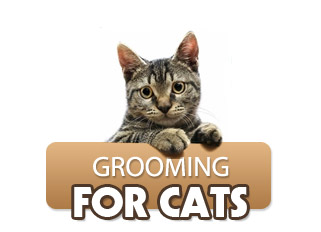 Grooming for Cats