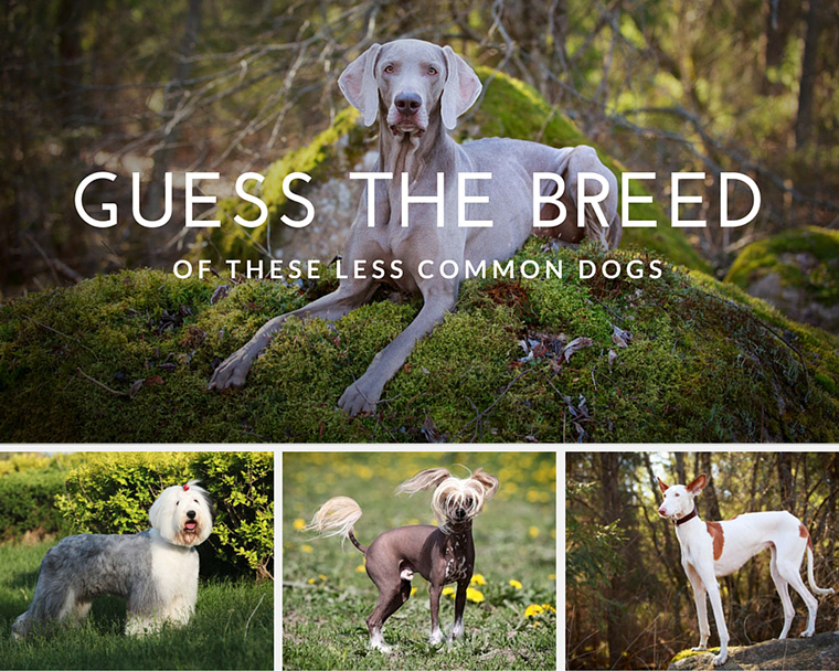 How-To-Move-House-With-Your-Cat