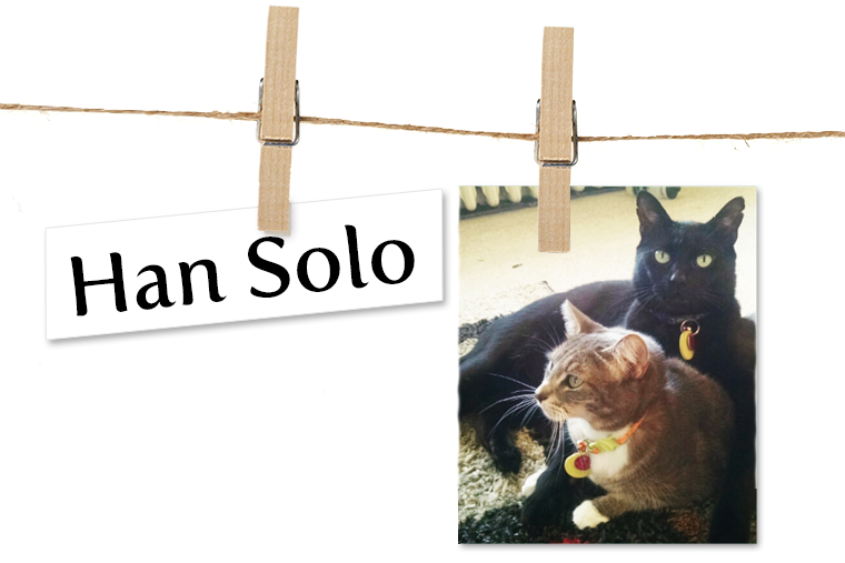 Pet of the Week